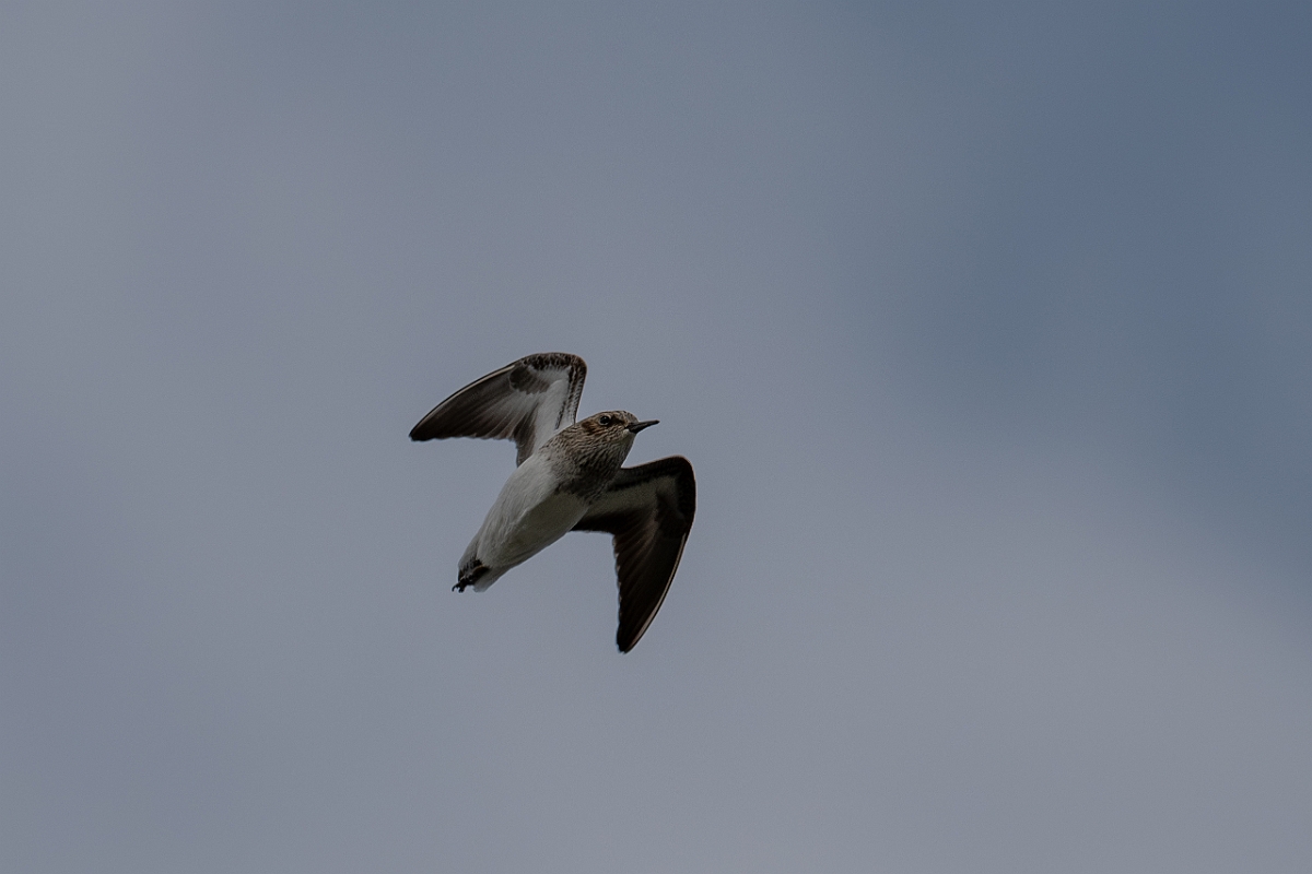 DPPhotography - Texas - Least sandpiper - F.jpg - Least sandpiper - Yacht Basin Road, Bolivar Peninsula, Texas
