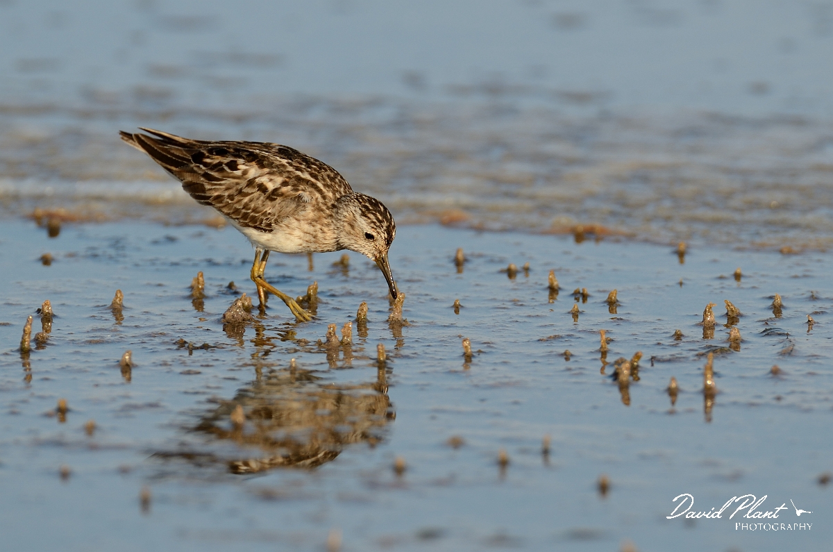 David Plant Photography - Wildlife Photography - Least sandpiper - C.jpg - Least sandpiper with morning light - Plum Island, MA