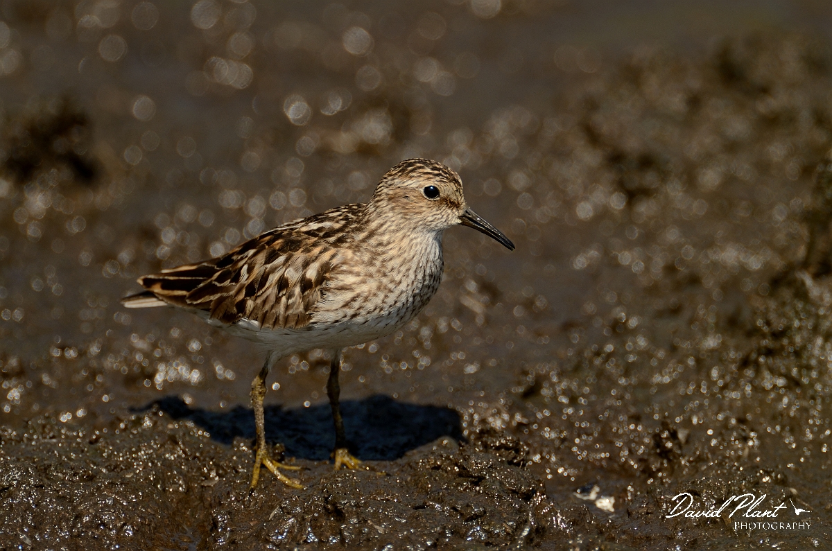 David Plant Photography - Wildlife Photography - Least sandpiper - D.jpg - Least sandpiper - Plum Island, MA