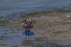 DPPhotography - Texas - Least sandpiper - C