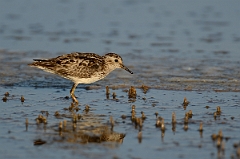 David Plant Photography - Wildlife Photography - Least sandpiper - A
