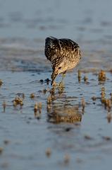 David Plant Photography - Wildlife Photography - Least sandpiper - B