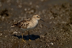 David Plant Photography - Wildlife Photography - Least sandpiper - D