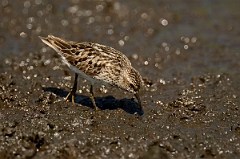 David Plant Photography - Wildlife Photography - Least sandpiper - E