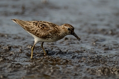 David Plant Photography - Wildlife Photography - Least sandpiper - G