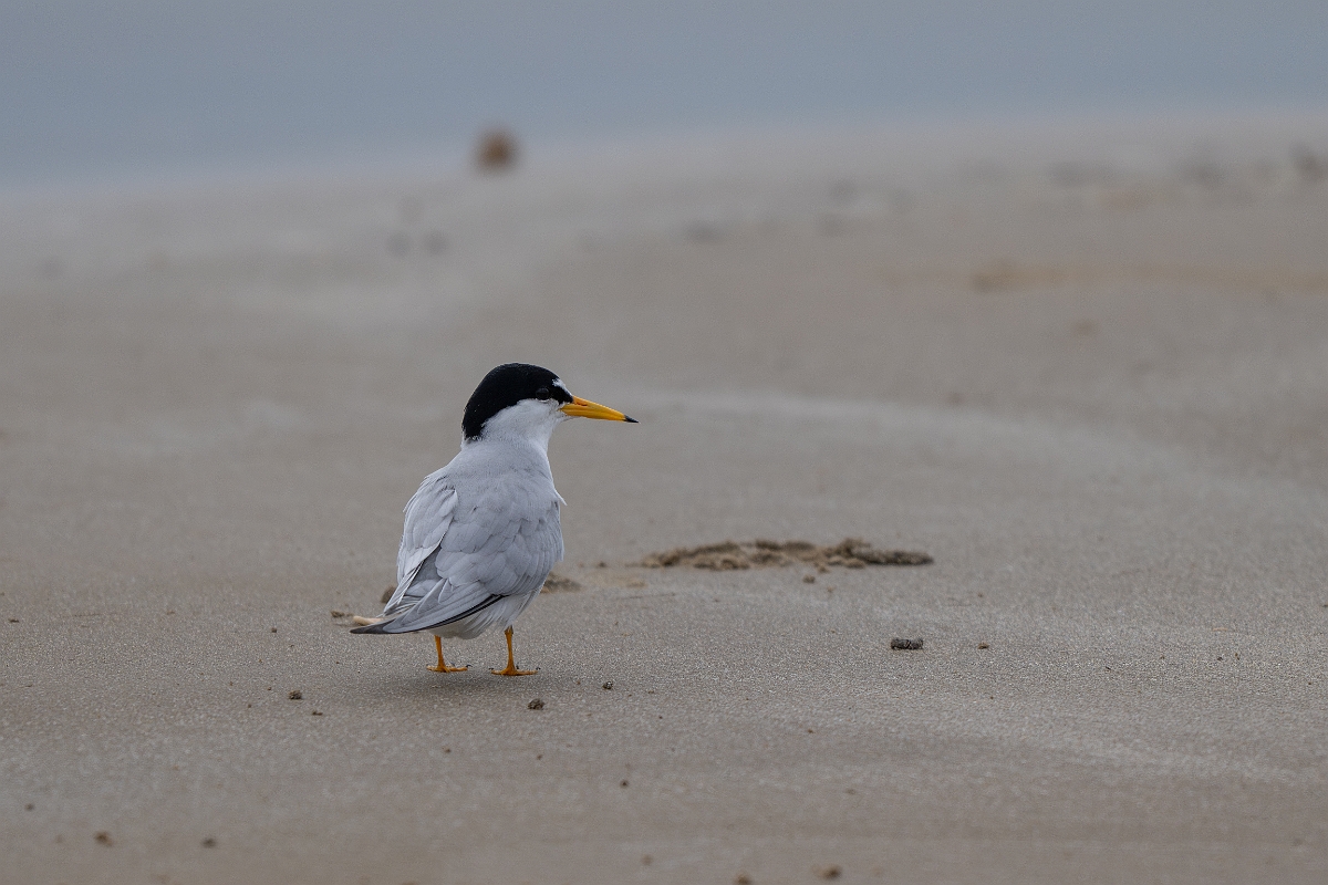 DPPhotography - Texas - Least tern - A.jpg - Least tern - Bolivar Flats, Bolivar Peninsula, Texas