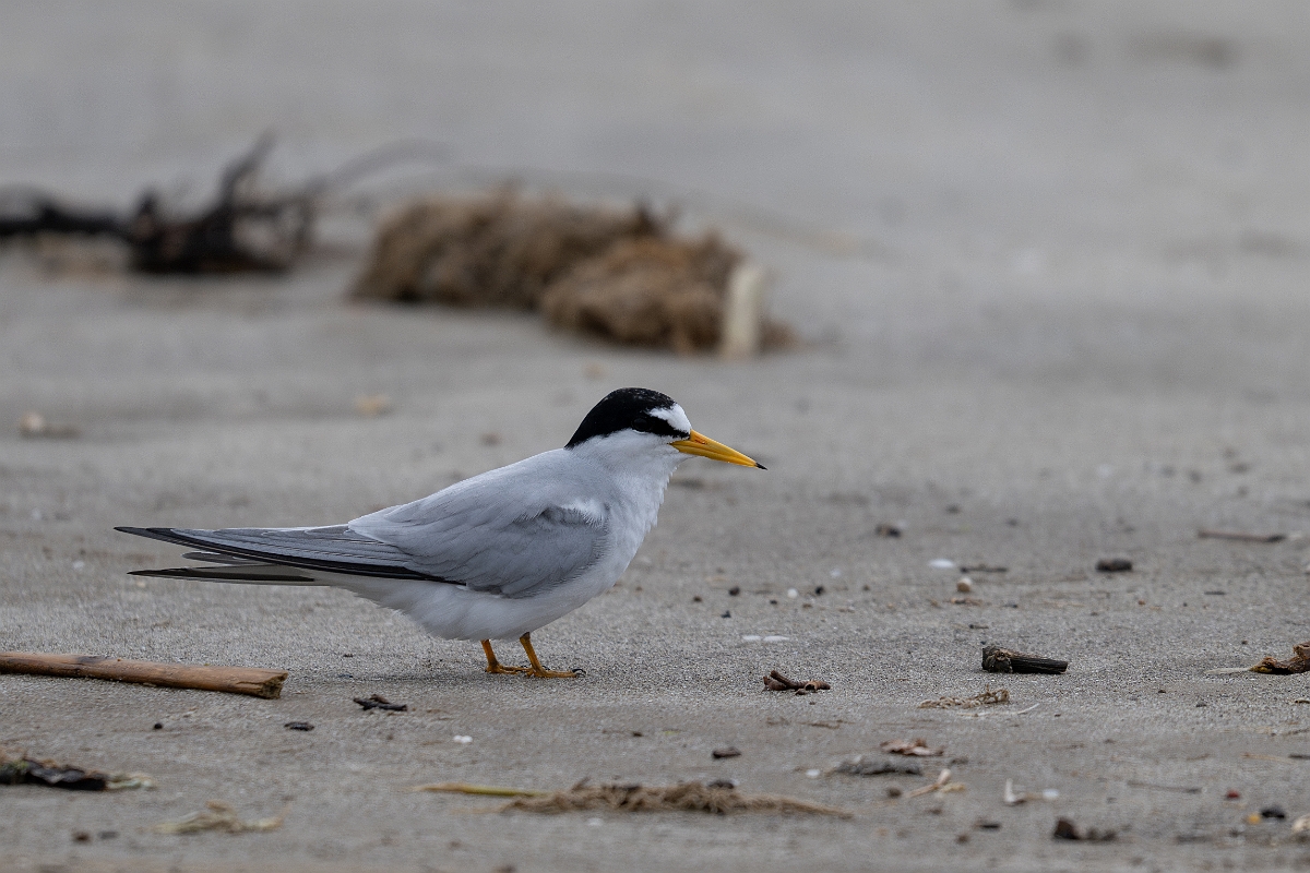 DPPhotography - Texas - Least tern - B.jpg - Least tern - Bolivar Flats, Bolivar Peninsula, Texas