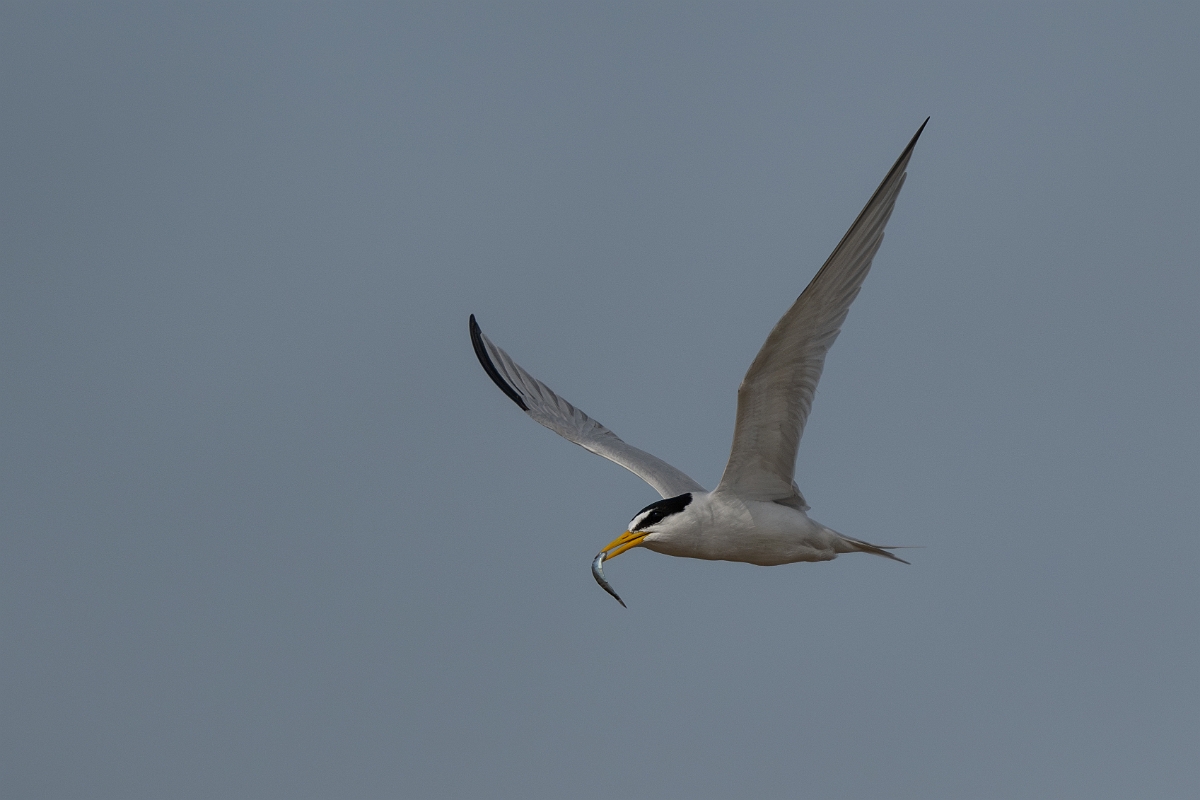 DPPhotography - Texas - Least tern - G.jpg - Least tern - Bolivar Flats, Bolivar Peninsula, Texas