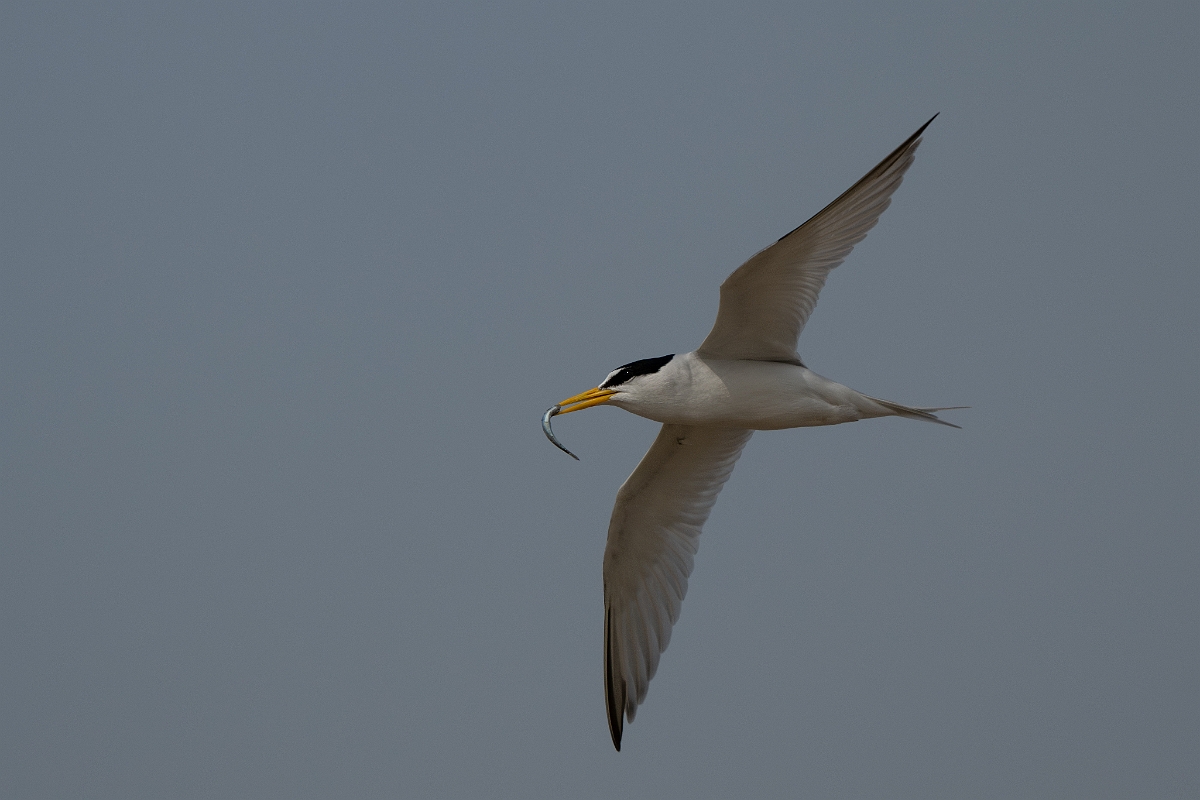 DPPhotography - Texas - Least tern - H.jpg - Least tern - Bolivar Flats, Bolivar Peninsula, Texas