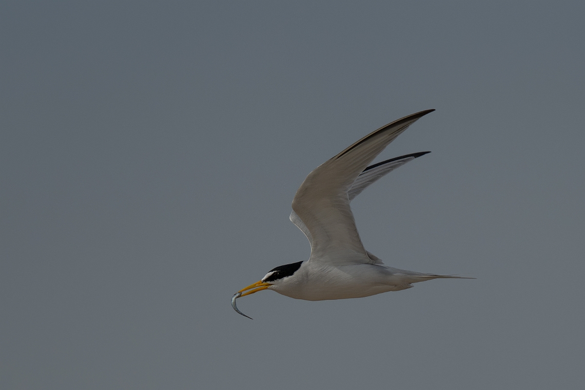 DPPhotography - Texas - Least tern - J.jpg - Least tern - Bolivar Flats, Bolivar Peninsula, Texas