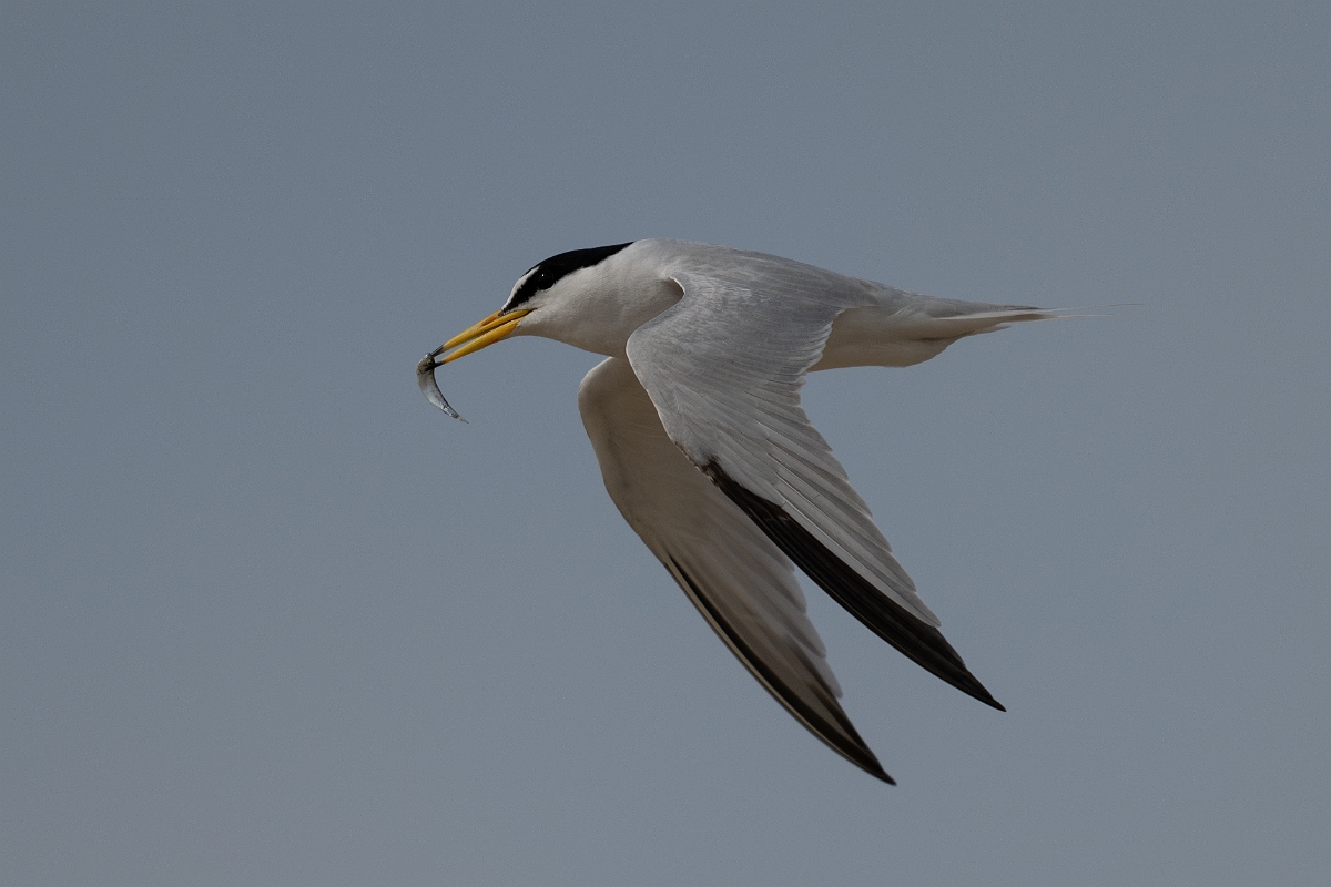 DPPhotography - Texas - Least tern - K.jpg - Least tern - Bolivar Flats, Bolivar Peninsula, Texas