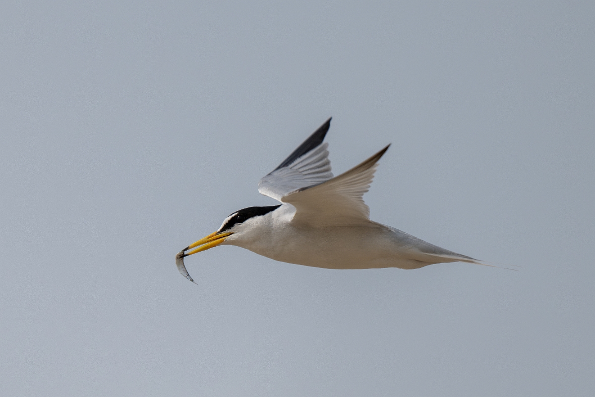 DPPhotography - Texas - Least tern - L.jpg - Least tern - Bolivar Flats, Bolivar Peninsula, Texas