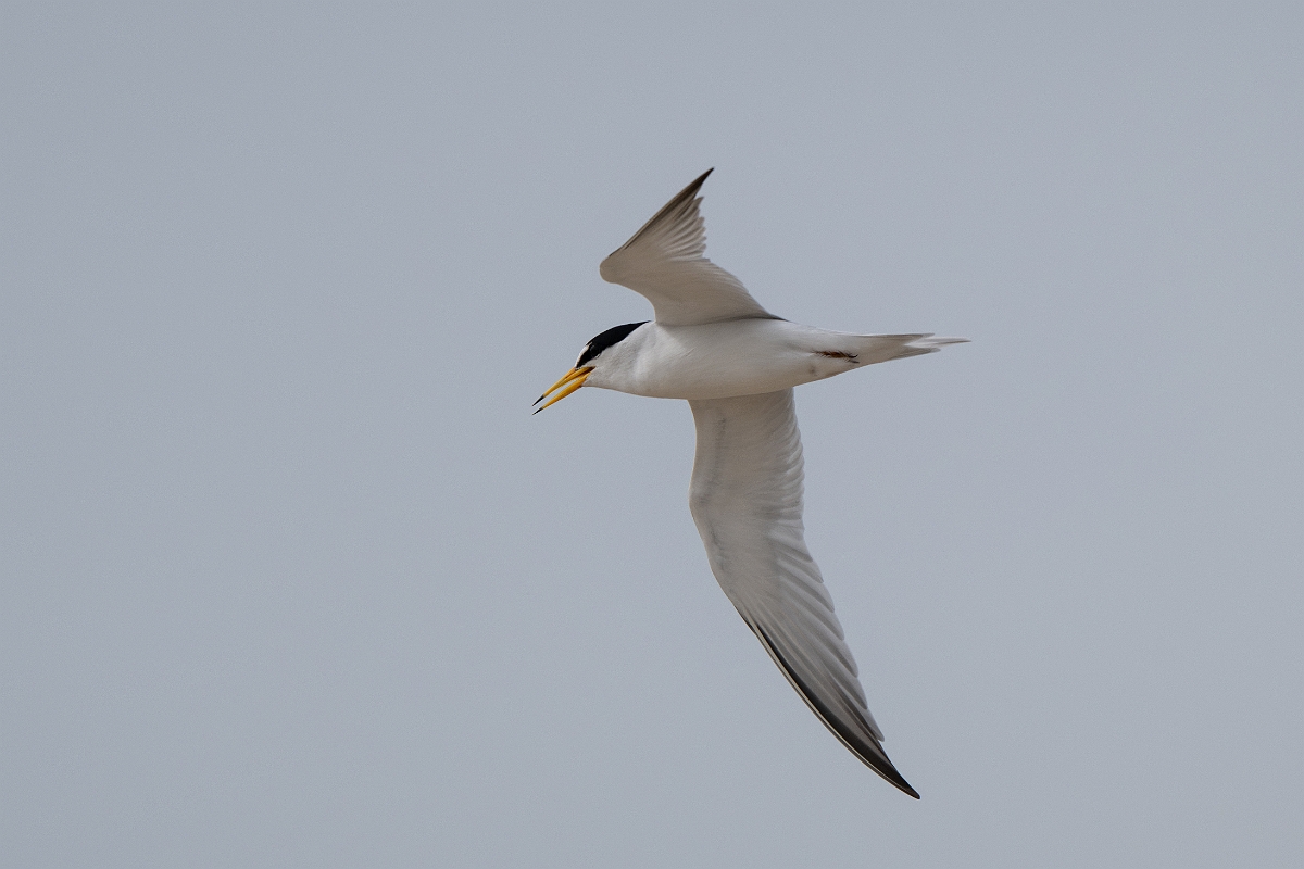 DPPhotography - Texas - Least tern - M.jpg - Least tern - Bolivar Flats, Bolivar Peninsula, Texas