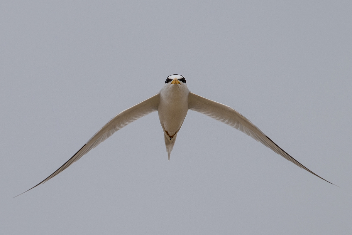 DPPhotography - Texas - Least tern - N.jpg - Least tern - Bolivar Flats, Bolivar Peninsula, Texas