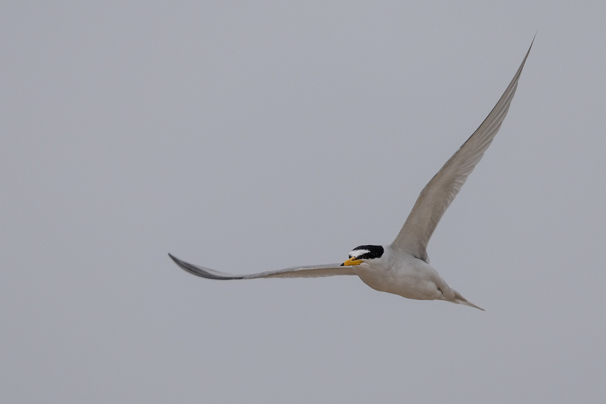 DPPhotography - Texas - Least tern - Q.jpg - Least tern - Bolivar Flats, Bolivar Peninsula, Texas