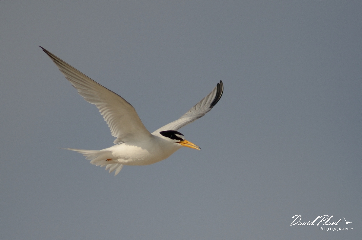 David Plant Photography - Wildlife Photography - Least tern - A.jpg - Least tern in flight - Plum Island, MA