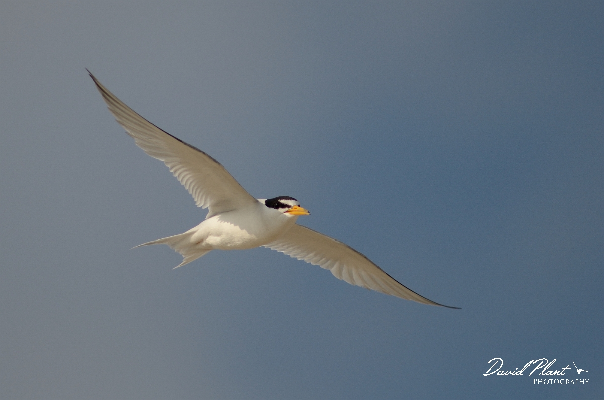 David Plant Photography - Wildlife Photography - Least tern - B.jpg - Least tern in flight - Plum Island, MA