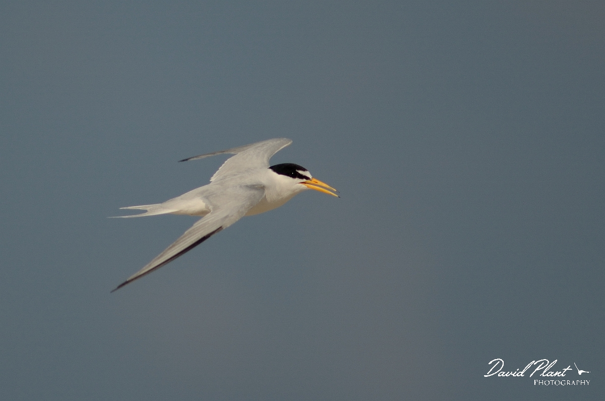 David Plant Photography - Wildlife Photography - Least tern - C.jpg - Least tern in flight - Plum Island, MA