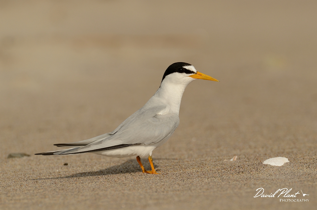 David Plant Photography - Wildlife Photography - Least tern - D.jpg - Least tern - Plum Island, MA