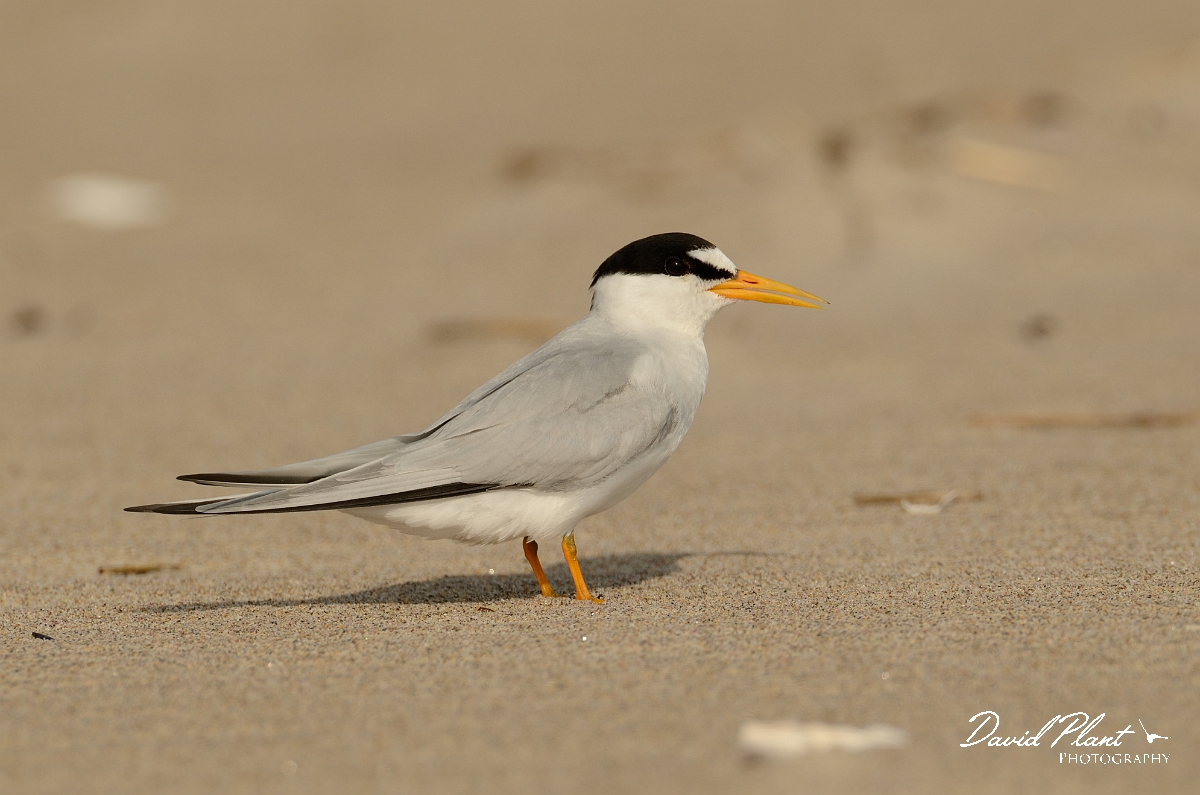 David Plant Photography - Wildlife Photography - Least tern - F.jpg - Least tern - Plum Island, MA