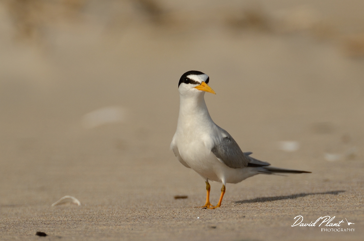 David Plant Photography - Wildlife Photography - Least tern - H.jpg - Least tern - Plum Island, MA