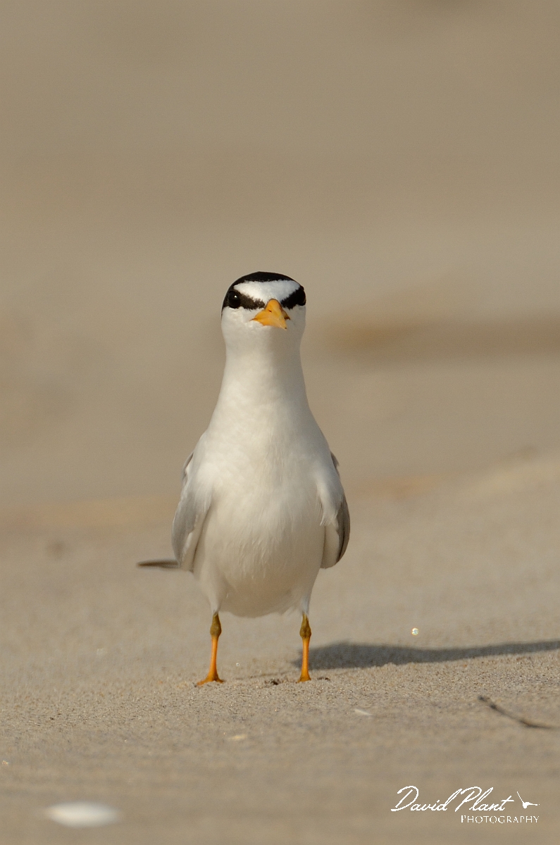 David Plant Photography - Wildlife Photography - Least tern - I.jpg - Least tern portrait - Plum Island, MA