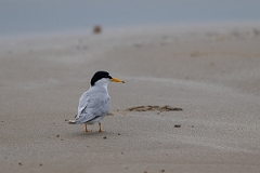 DPPhotography - Texas - Least tern - A