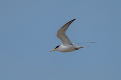 DPPhotography - Texas - Least tern - D