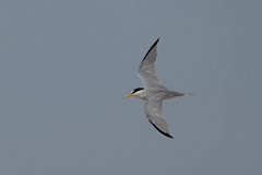 DPPhotography - Texas - Least tern - E