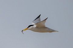 DPPhotography - Texas - Least tern - L