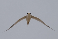 DPPhotography - Texas - Least tern - N
