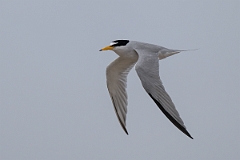 DPPhotography - Texas - Least tern - P