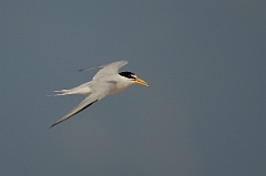 David Plant Photography - Wildlife Photography - Least tern - C