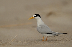 David Plant Photography - Wildlife Photography - Least tern - E