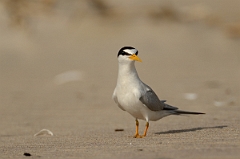 David Plant Photography - Wildlife Photography - Least tern - H