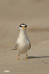 David Plant Photography - Wildlife Photography - Least tern - I