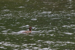 DPPhotography - Texas - Lesser scaup - A