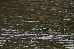 DPPhotography - Texas - Lesser scaup - B