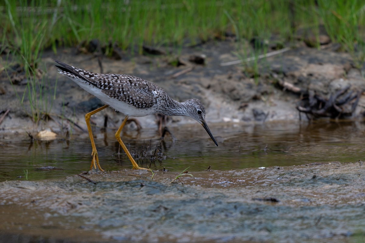 DPPhotography - Texas - Lesser yellowlegs - A.jpg - Lesser yellowlegs - Bolivar Flats, Bolivar Peninsula, Texas