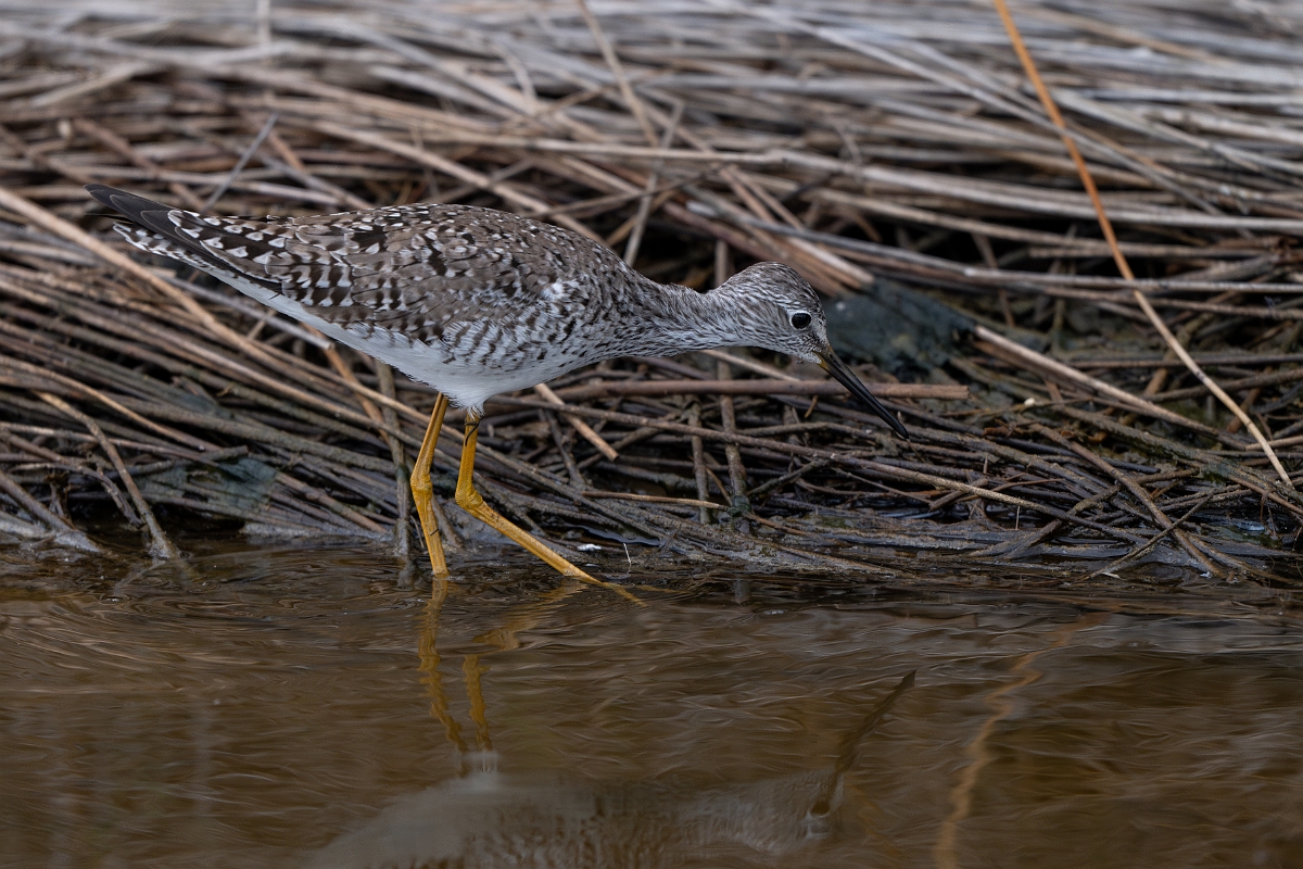 DPPhotography - Texas - Lesser yellowlegs - B.jpg - Lesser yellowlegs - Bolivar Flats, Bolivar Peninsula, Texas