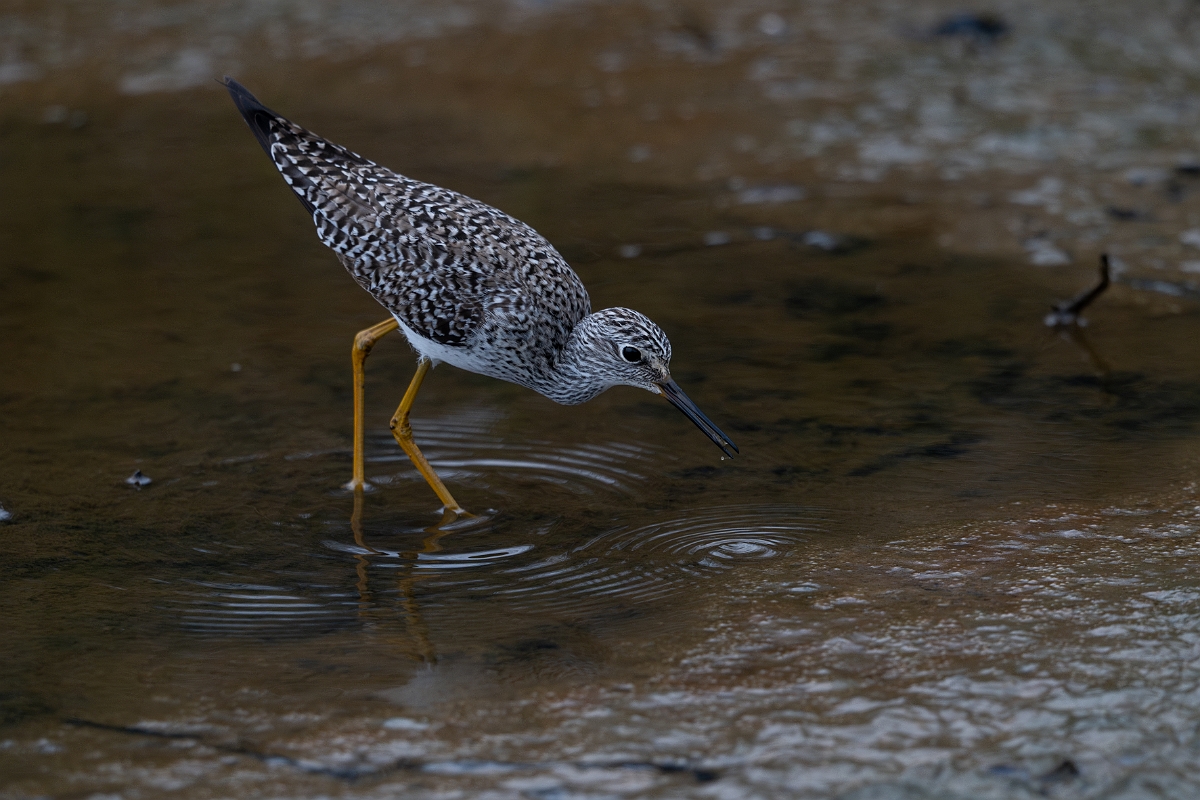 DPPhotography - Texas - Lesser yellowlegs - C.jpg - Lesser yellowlegs - Bolivar Flats, Bolivar Peninsula, Texas