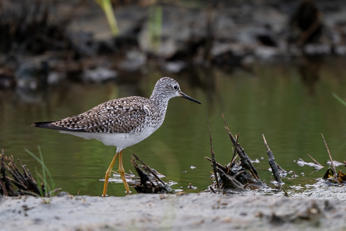 DPPhotography - Texas - Lesser yellowlegs - D.jpg - Lesser yellowlegs - Bolivar Flats, Bolivar Peninsula, Texas