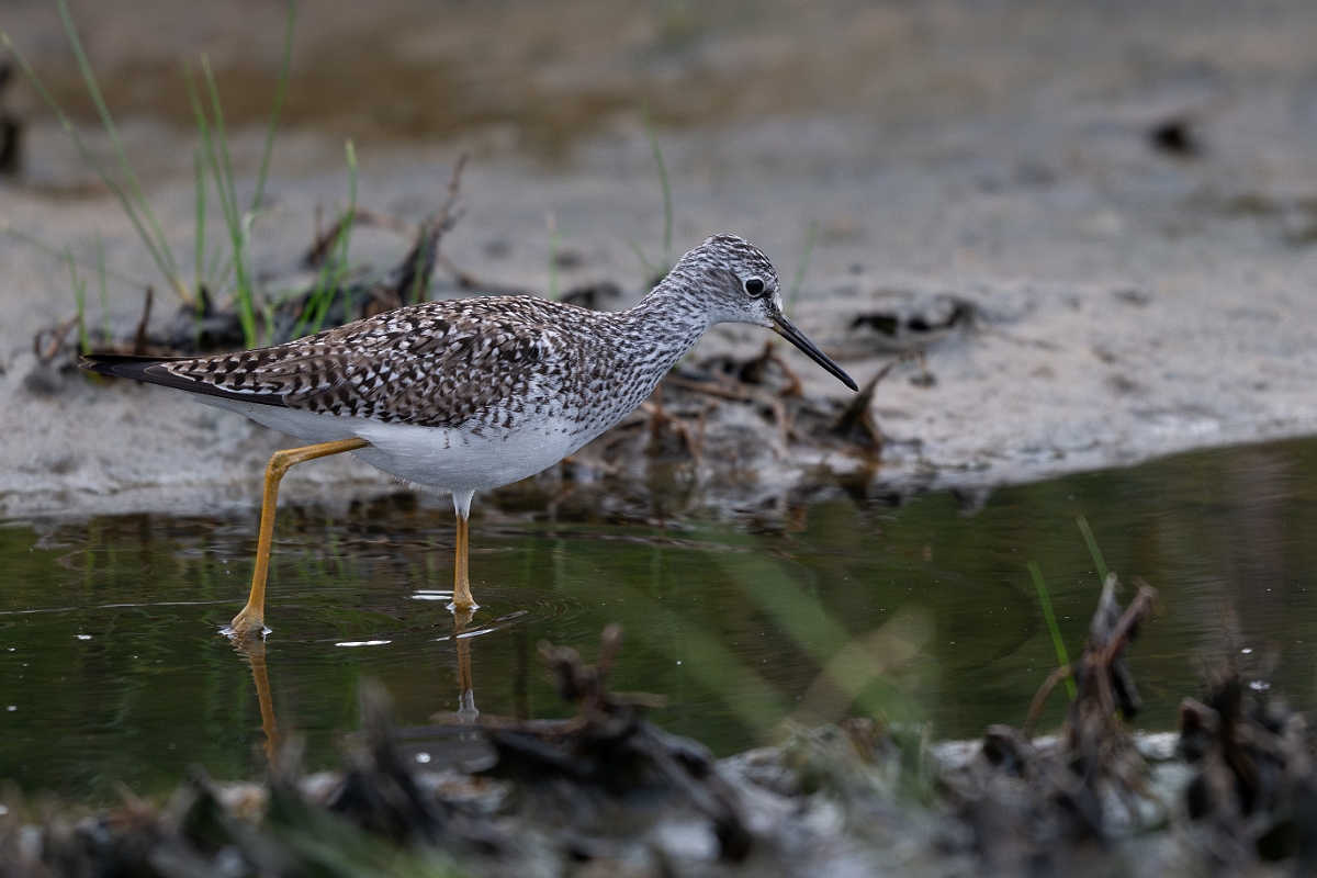DPPhotography - Texas - Lesser yellowlegs - E.jpg - Lesser yellowlegs - Bolivar Flats, Bolivar Peninsula, Texas
