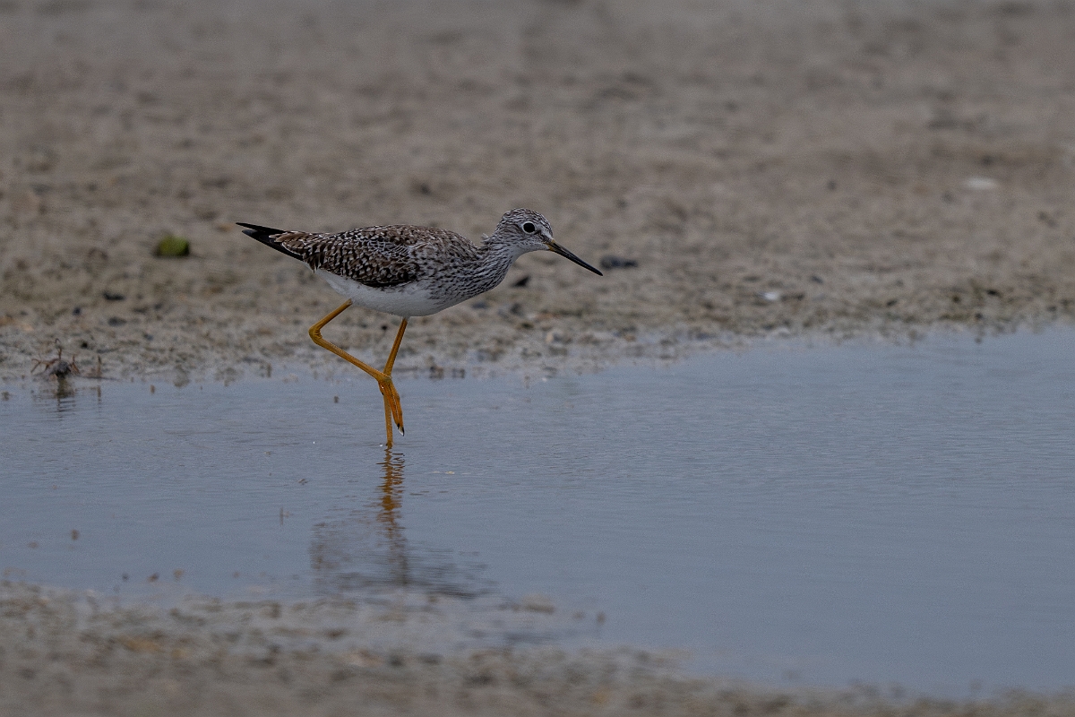 DPPhotography - Texas - Lesser yellowlegs - G.jpg - Lesser yellowlegs - Redfish Bay Causeway, Texas