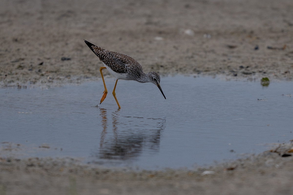 DPPhotography - Texas - Lesser yellowlegs - H.jpg - Lesser yellowlegs - Redfish Bay Causeway, Texas