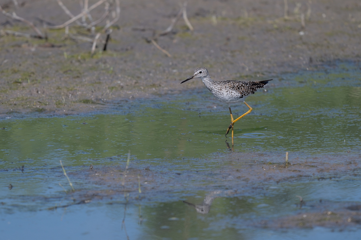 DPPhotography - Texas - Lesser yellowlegs - I.jpg - Lesser yellowlegs - Santa Ana NWR, Texas