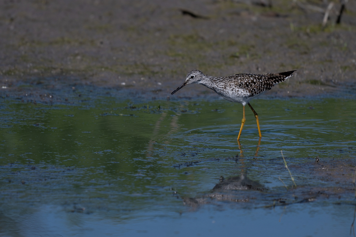 DPPhotography - Texas - Lesser yellowlegs - J.jpg - Lesser yellowlegs - Santa Ana NWR, Texas
