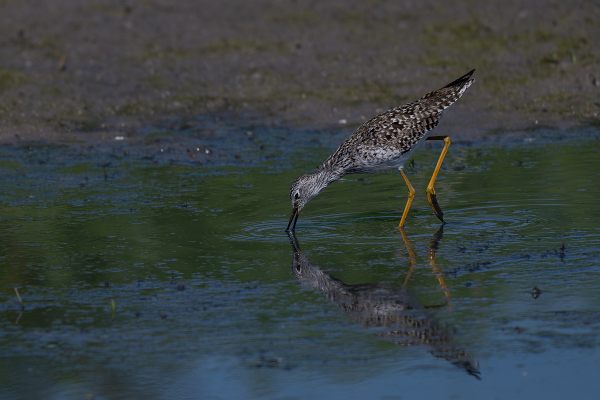 DPPhotography - Texas - Lesser yellowlegs - K.jpg - Lesser yellowlegs - Santa Ana NWR, Texas