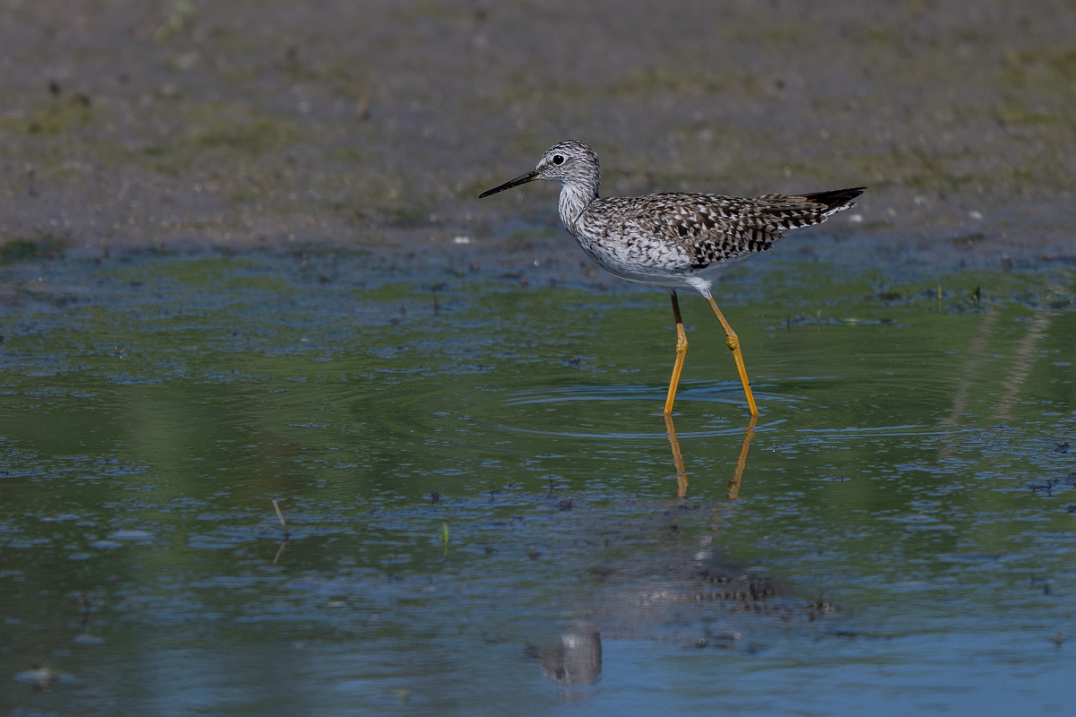 DPPhotography - Texas - Lesser yellowlegs - L.jpg - Lesser yellowlegs - Santa Ana NWR, Texas