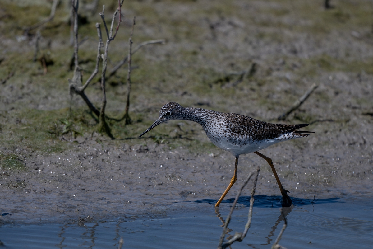 DPPhotography - Texas - Lesser yellowlegs - N.jpg - Lesser yellowlegs - Santa Ana NWR, Texas
